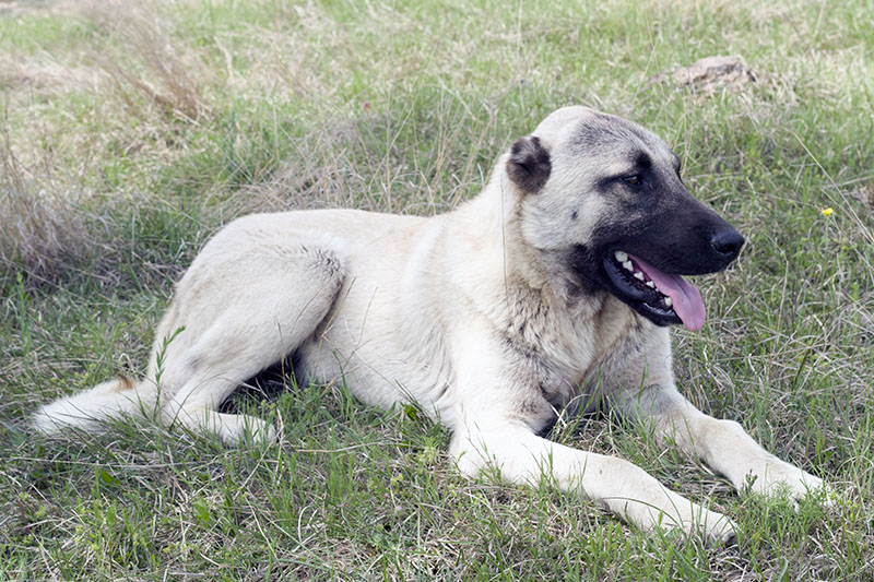 Kangal - Der Hirtenhund für die gesamte Familie