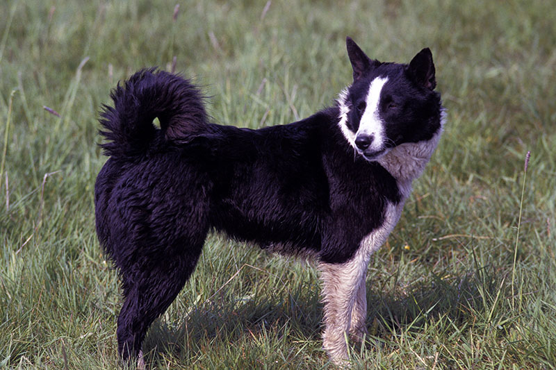 Hunderasse Karelischer Bärenhund