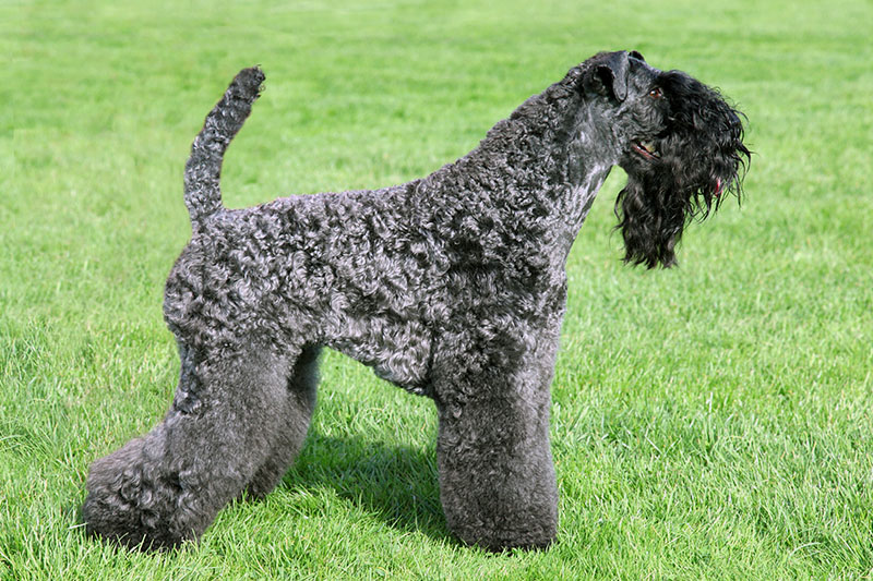 Kerry Blue Terrier