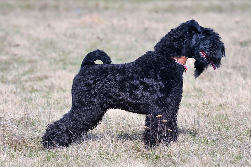 Kerry Blue Terrier