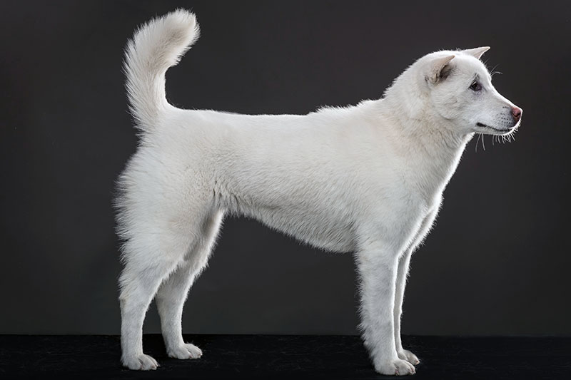 Kishu