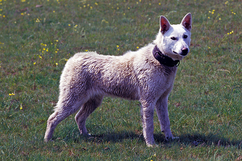 Kishu Hund - Japanische Hunderasse