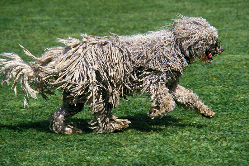 Hunderasse Komondor in Action