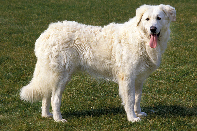 Ausgewachsener Kuvasz