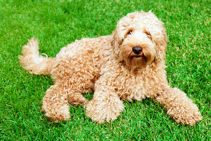 Labradoodle im liegen auf der Wiese