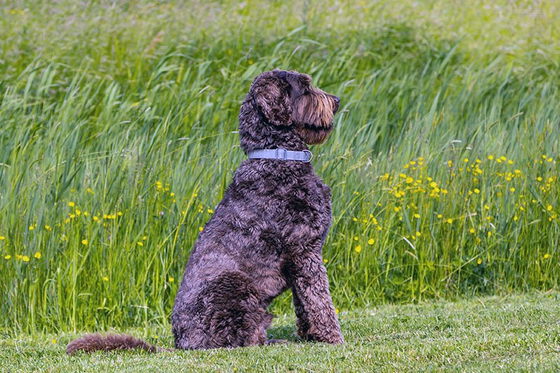 Labradoodle wartet auf ein Kommando