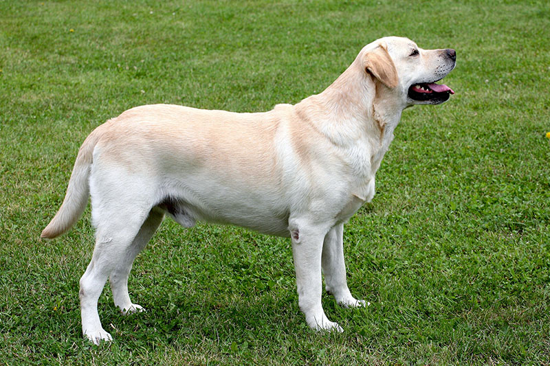 Labrador Retriever erwartungsvoll