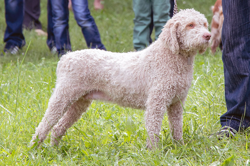 Seltene Hunderasse Lagotto Romagnolo