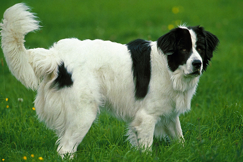 Ausgewachsener Landseer Hund