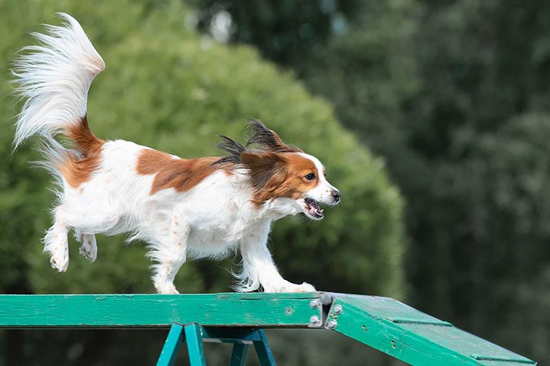 Kooikerhondje beim Hundetraining