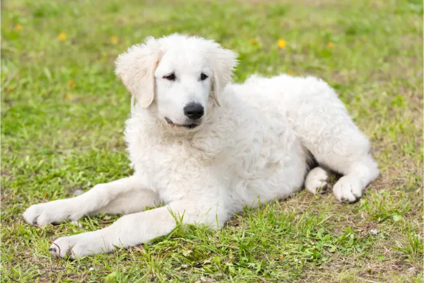 Hunderasse Kuvasz in weiss