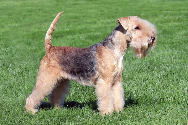 Angespannter und aufgeregter Lakeland Terrier