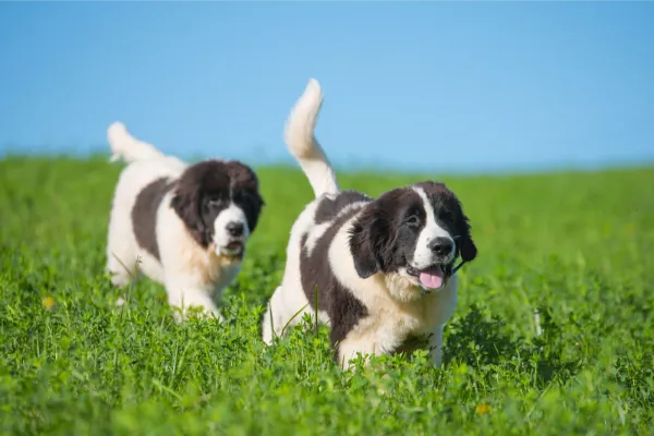 Zwei Landseer Hundewelpen am rennen