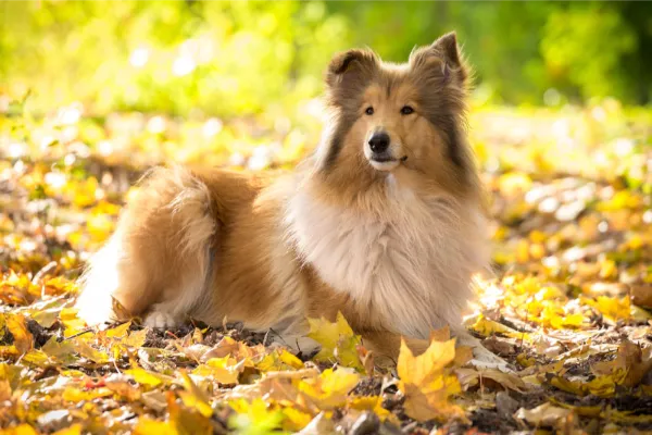 Langhaarcollie liegt im Laub