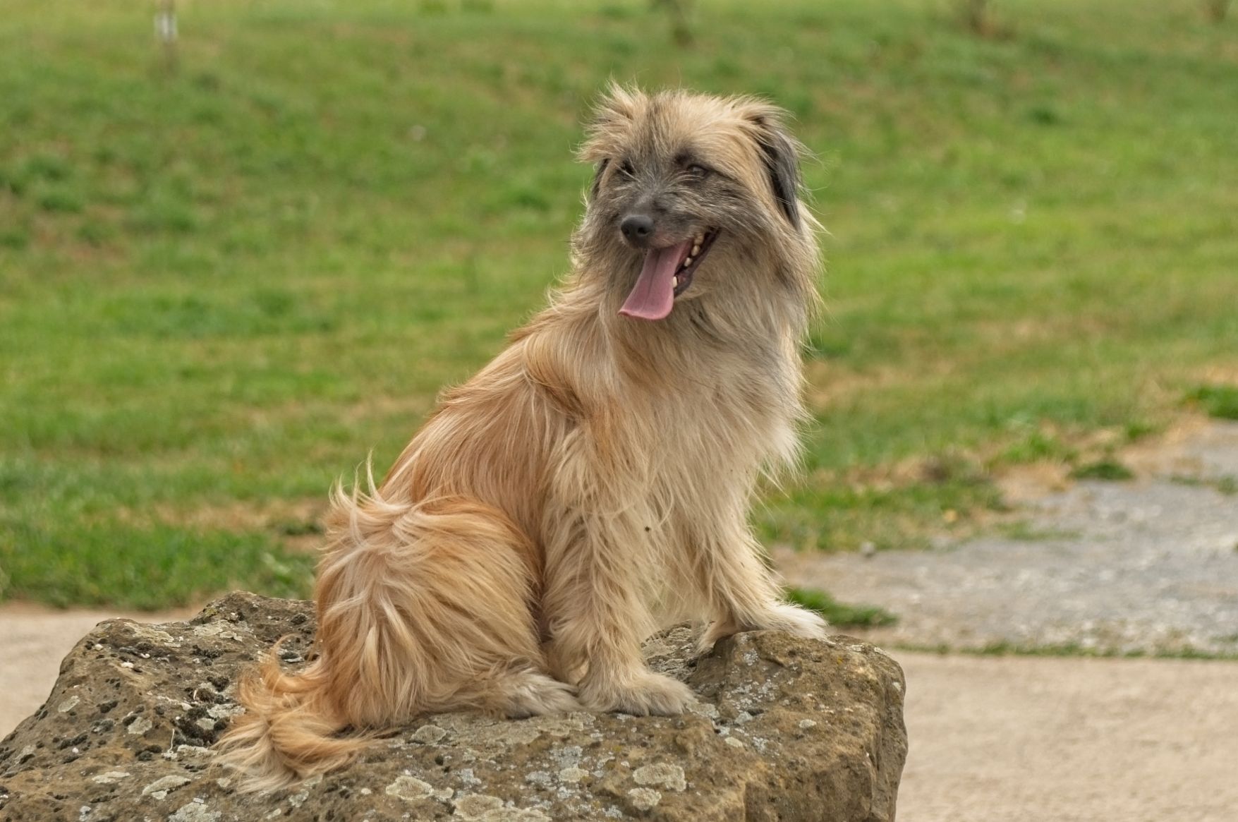 Kleiner brauner Langhaariger-Pyrenäenschäferhund