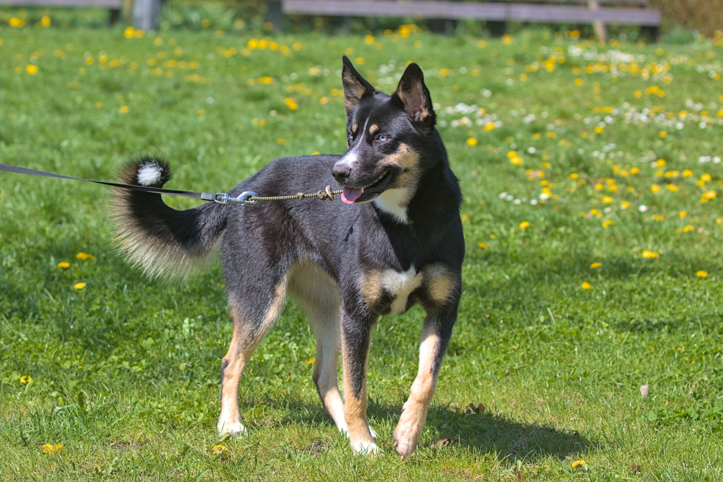 Lappländischer Rentierhund oder auch Finnisch-Lapinporokoira