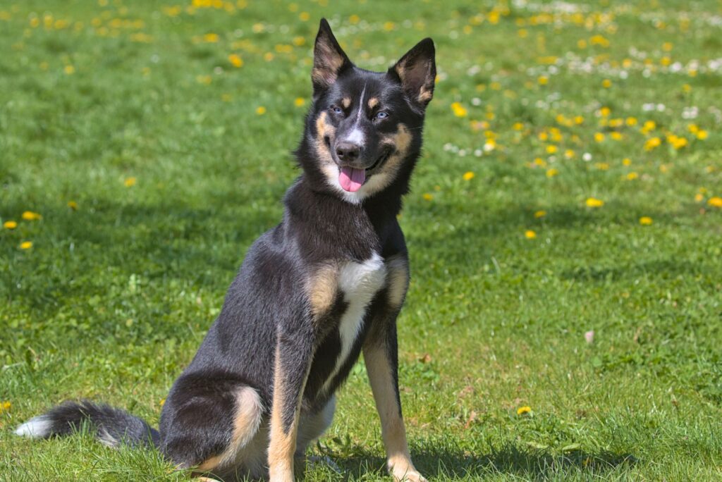 Lappländischer-Rentierhund - Finnisch-Lapinporokoira