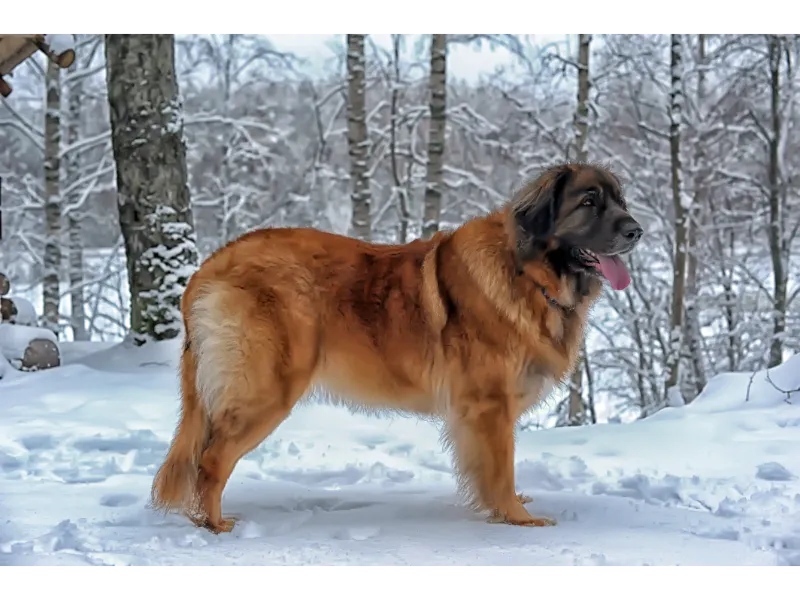 Großer Leonberger steht im Schnee