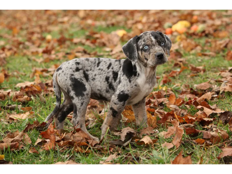 Louisiana Catahoula Leopard Welpe