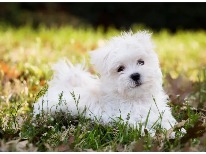 Malteser Welpen - Kleiner Hund