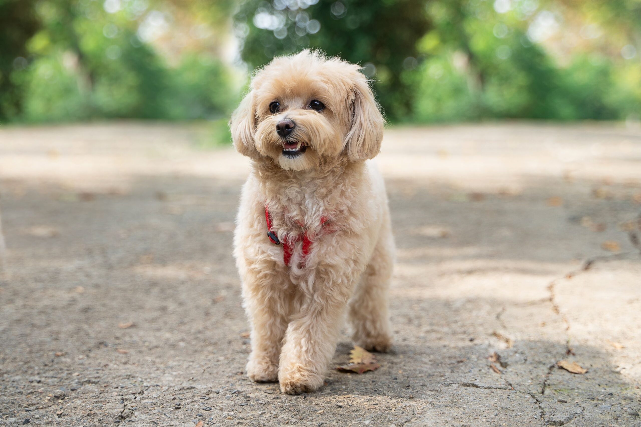 Der kleine beliebte Maltipoo Hund