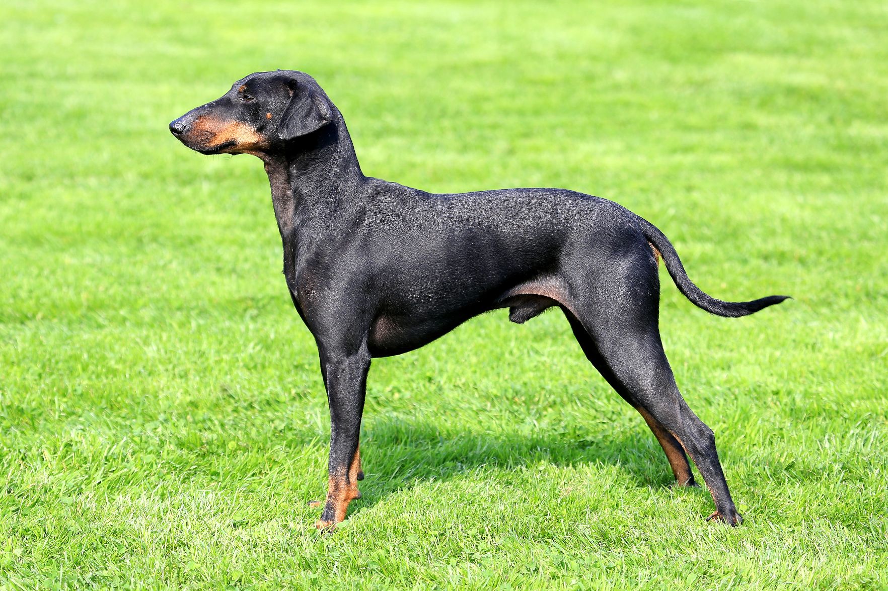 Der adlige Manchester Terrier