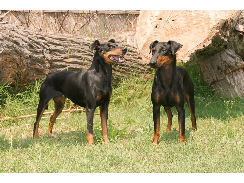Zwei Manchester Terrier warten auf fetwas
