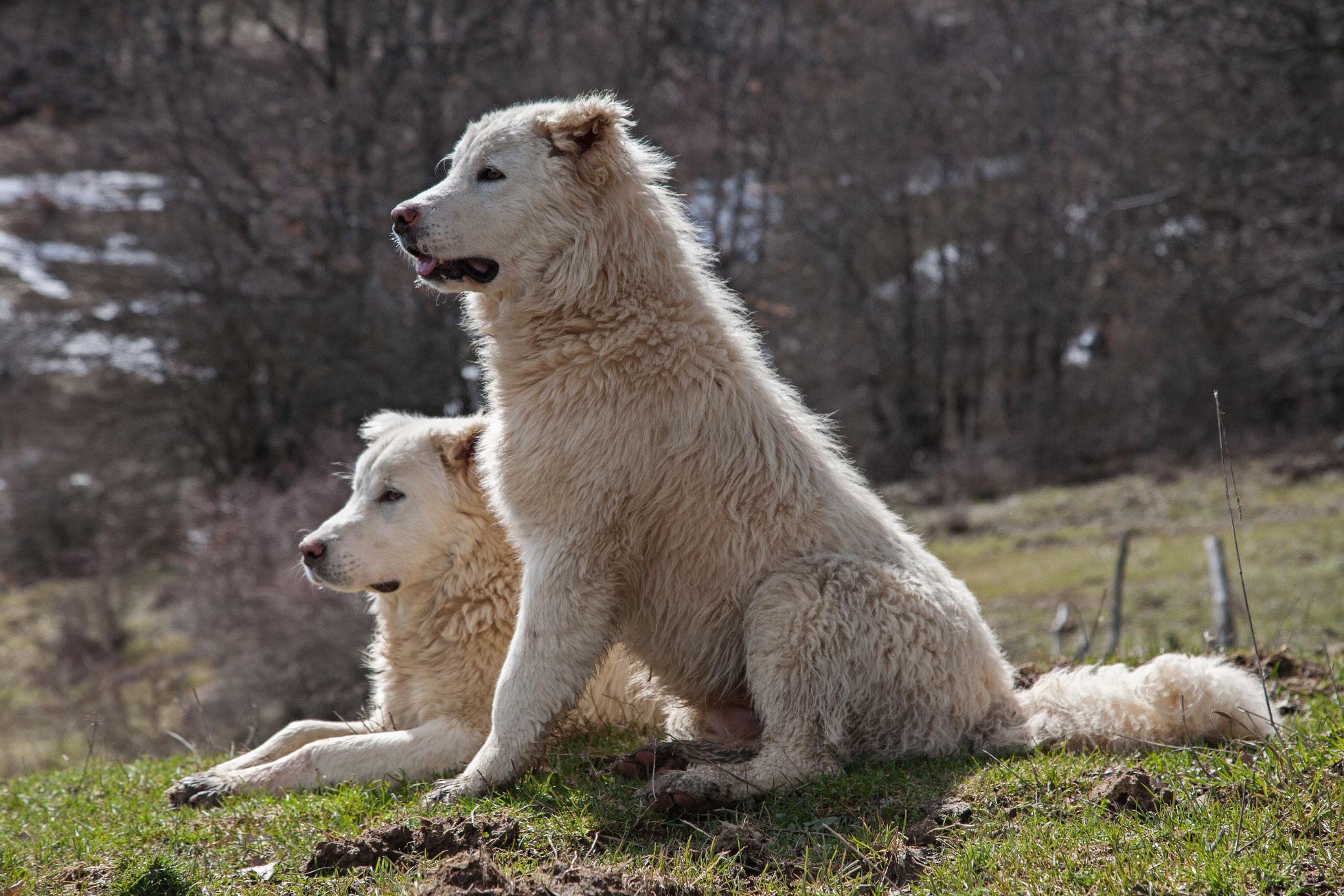 Maremma Abruzzo Schäferhund