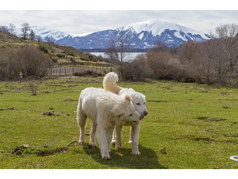 Hunderasse Welpen - Maremma Abruzzo Schaeferhund