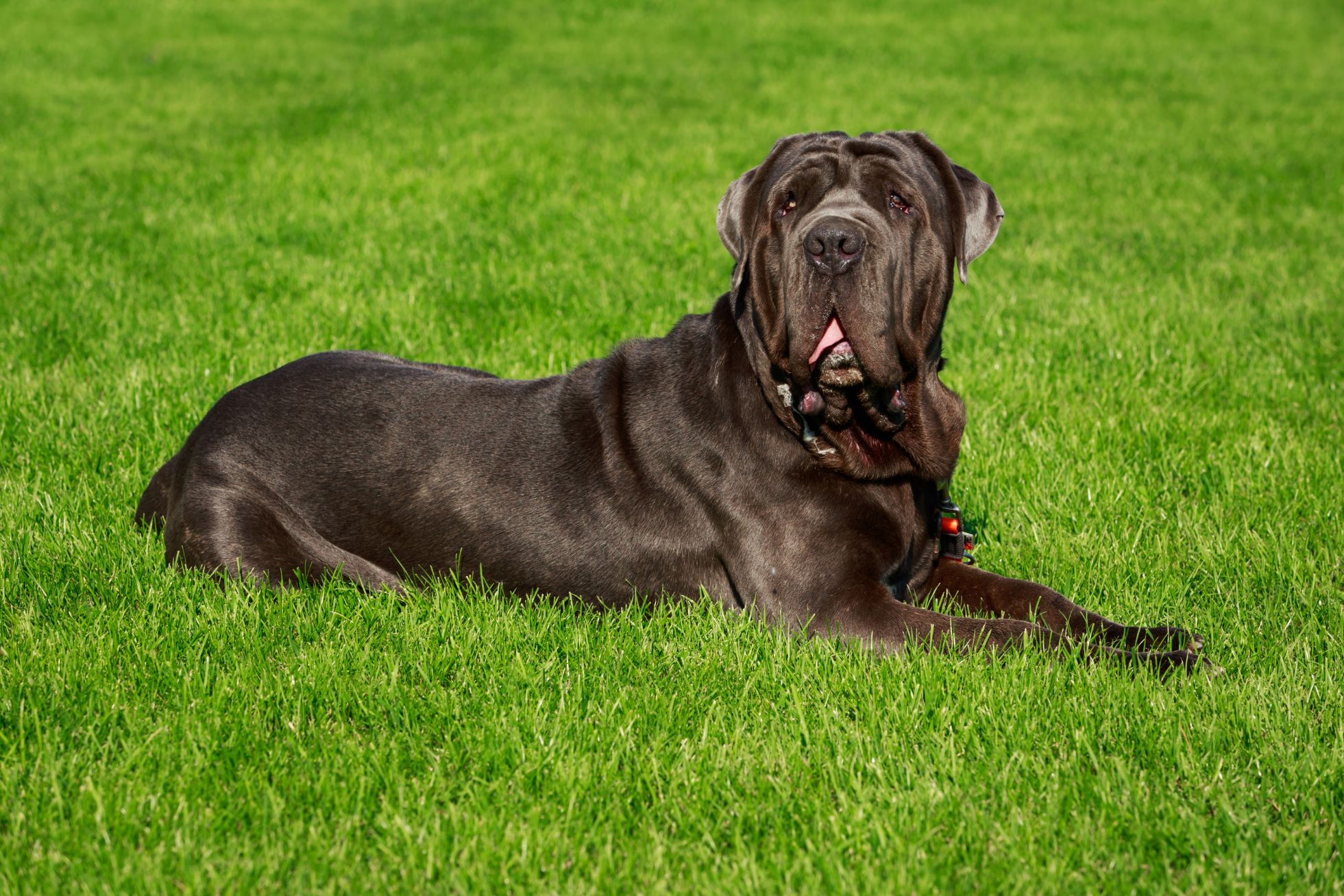 Brauner großer Mastino Napoletano