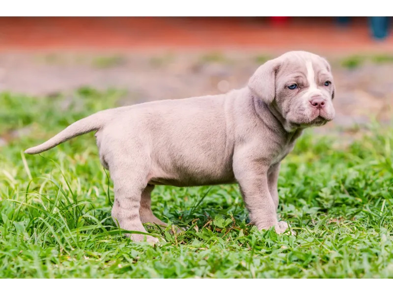 Kleiner Mastino Napoletano Welpen