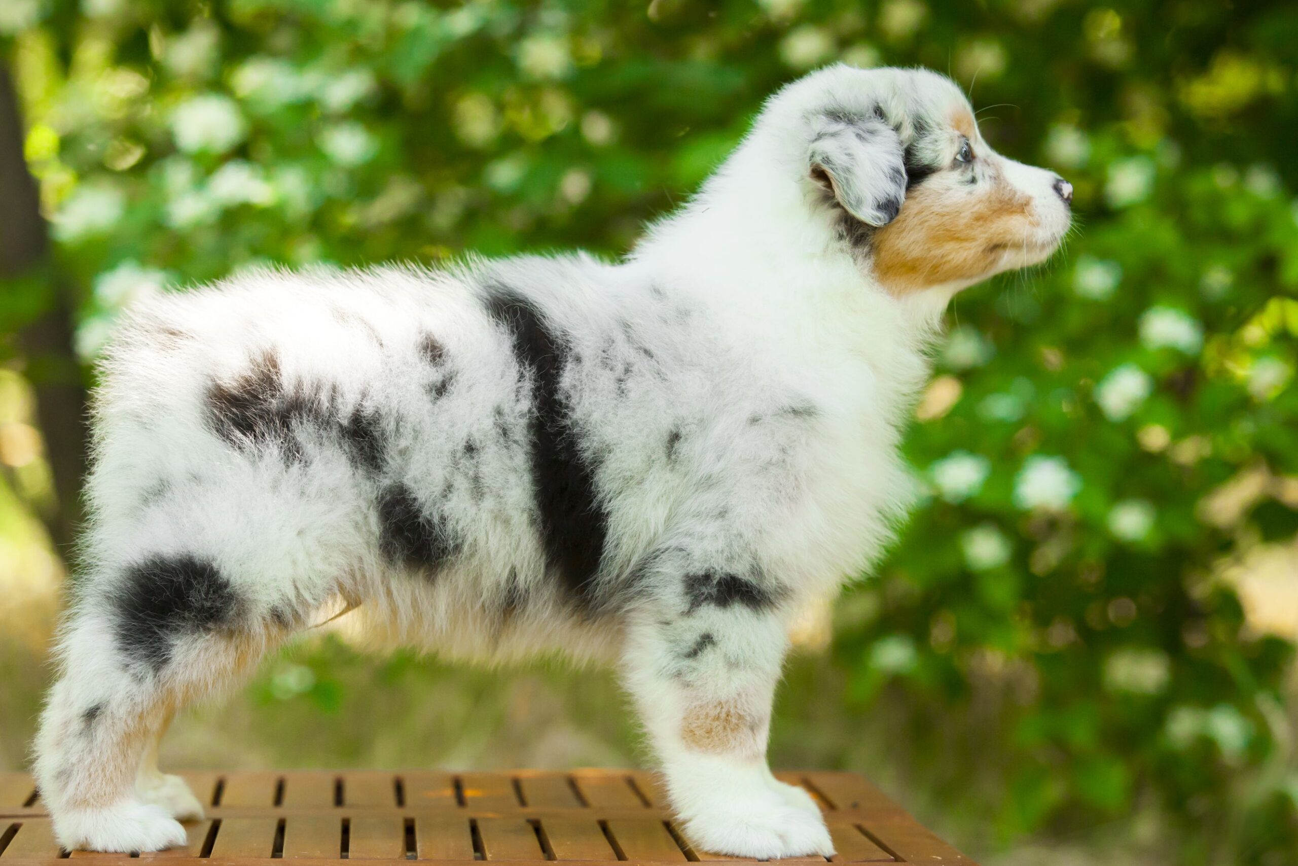 Miniatur American Shepherd