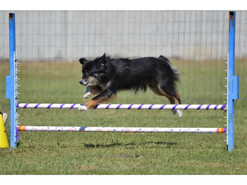 Miniatur American Shepherd beim Hundesport