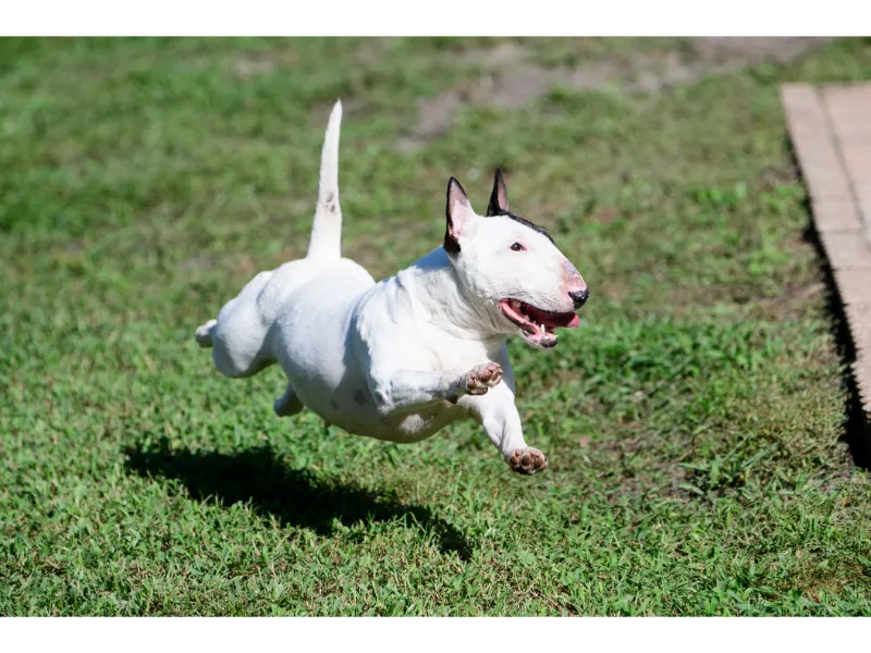 Verspielter Miniature Bull Terrier Welpe
