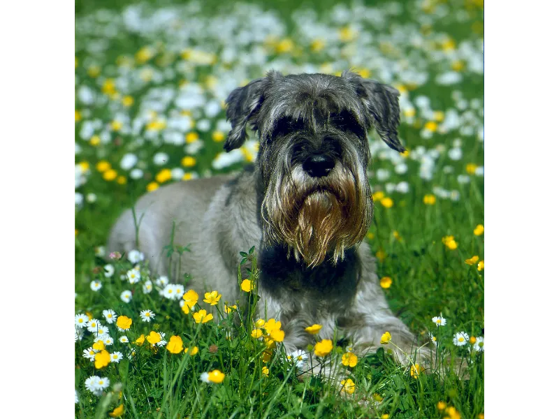 Mittelschnauzer - Kleine Hunderasse