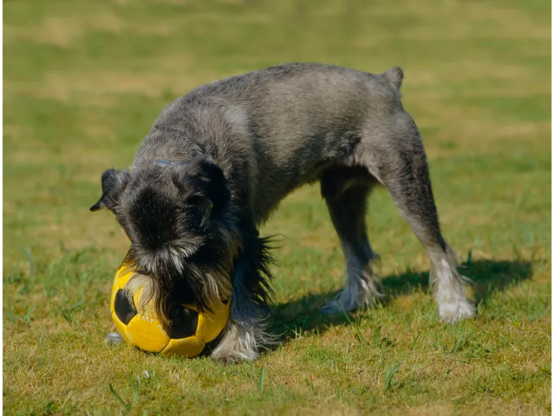 Mittelschnauzer Welpe