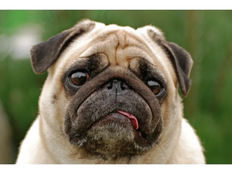 Der süsse Blick eines Mops