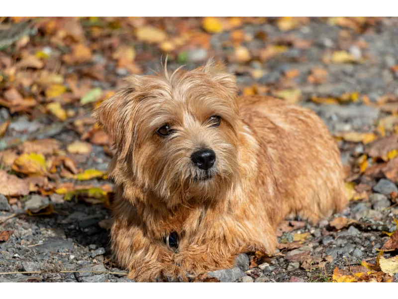 Norfolk Terrier Welpe liegt im Sand