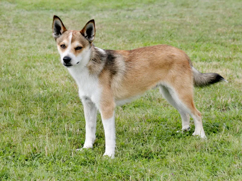 Norwegischer Lundehund - Fuchsähnlicher Hund